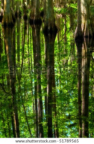 bases of cypress trees with reflections of cypress trunks in the water of a swamp in Florida