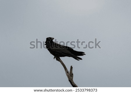 Image, Stock Photo A crow sits high up on one of two crossing wire ropes