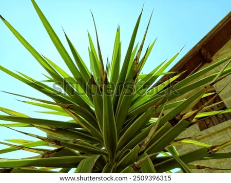 Similar – Image, Stock Photo There seems to be no middle ground these days :(
