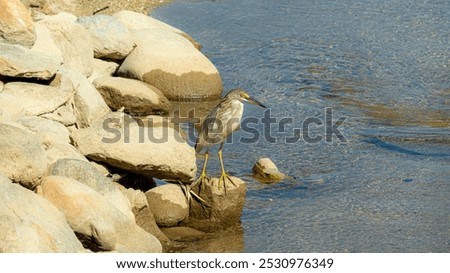 Similar – Image, Stock Photo legs standing on river bridge