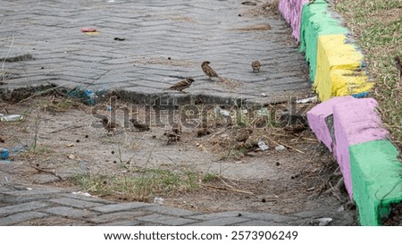 Image, Stock Photo Curbside sparrows Sparrows