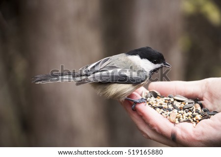 Similar – Image, Stock Photo Hand Holding Bird Feather Wing on Bokeh Background with sun light rays. Spring time season.