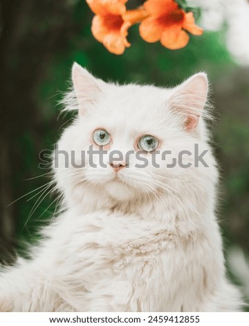 Similar – Image, Stock Photo curious tuxedo maine coon kitten  on yellow background