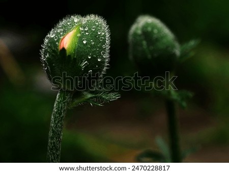 Similar – Image, Stock Photo orange petals detail of a chrysanthemum