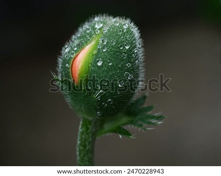 Similar – Image, Stock Photo orange petals detail of a chrysanthemum