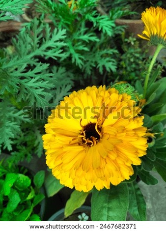 Image, Stock Photo colorful marigolds