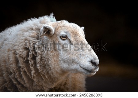 Similar – Image, Stock Photo deer photography animal