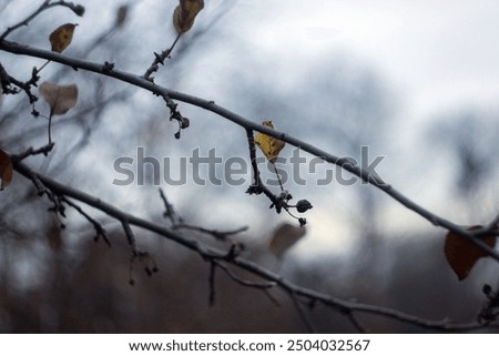 Image, Stock Photo last leaves Nature Plant