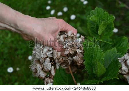 Similar – Foto Bild verblühte Hortensienblüten im Gegenlicht