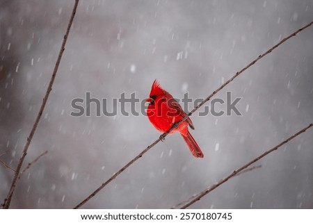 Image, Stock Photo First Snowfall Animal