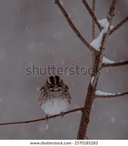 Similar – Image, Stock Photo First Snowfall Animal