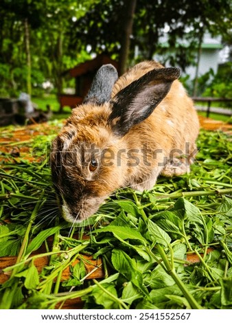 Similar – Foto Bild Hauskaninchen frisst frische Karotte