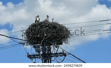 Similar – Image, Stock Photo Three storks Storks three