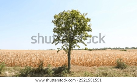 Similar – Image, Stock Photo ears in a cornfield spike