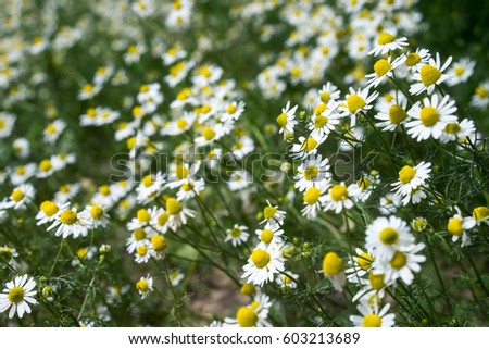 Similar – Image, Stock Photo Chamomile by the wayside