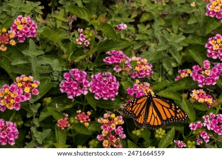 Similar – Image, Stock Photo Flight pause for butterflies