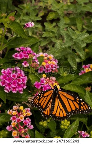 Similar – Image, Stock Photo Flight pause for butterflies