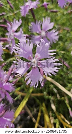 Similar – Image, Stock Photo wild carnations Flower