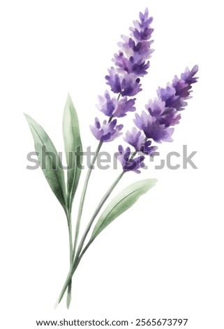 Image, Stock Photo Lavender flowers in the last sunlight