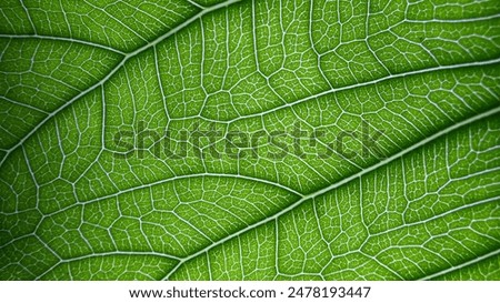 Similar – Image, Stock Photo fresh green leaves with water drops. Green flowers in summer morning raindrops. Sun rays break through branch after rain. greens in clean dew drops. Sunbeam in summer nature. Ecology environment