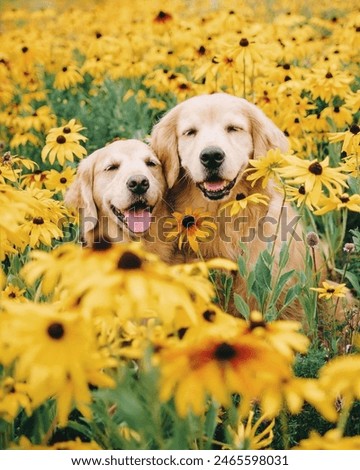 Similar – Image, Stock Photo Dog Portrait