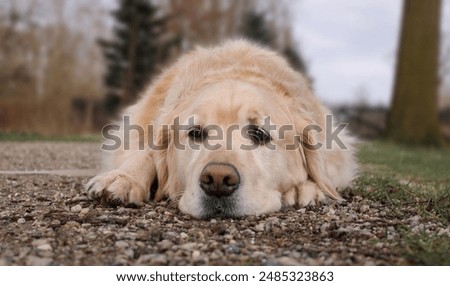 Similar – Image, Stock Photo Cute purebred dog lying on sofa