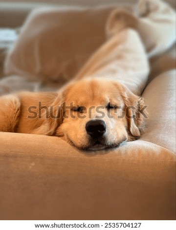 Similar – Image, Stock Photo Little brown dog lies on the table