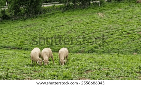 Similar – Foto Bild Drei Schafe grasen auf Mooshügeln auf der Insel Sylt in der Nordsee.