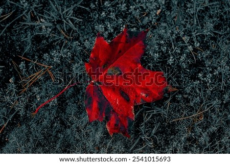 Similar – Image, Stock Photo Wet maple leaves in black and white