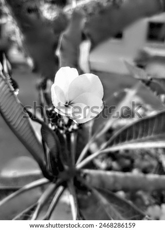 Similar – Image, Stock Photo sometimes there are no words…
