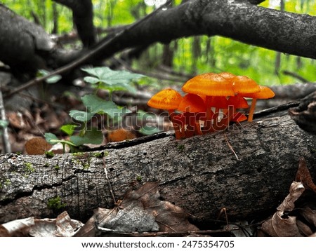 Similar – Image, Stock Photo Mushroom growing on tree trunk