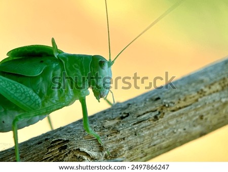 Similar – Foto Bild Katydiden-Insektenstangen in Blüte in Nahaufnahme mit lebhafter Farbe