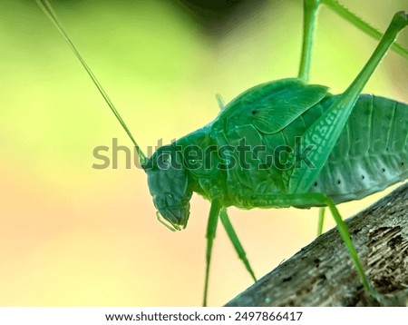 Similar – Foto Bild Katydiden-Insektenstangen in Blüte in Nahaufnahme mit lebhafter Farbe