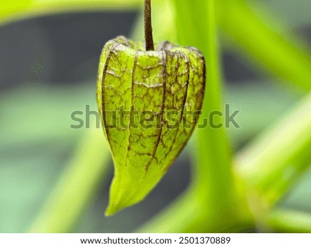 Similar – Foto Bild Nahaufnahme einer Physalis Alkekengi