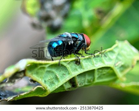 Similar – Image, Stock Photo A greenbottle fly, Lucilia sericata, is a blow fly with brilliant, metallic, blue green color. Close-up of tiny diptera, macro photography of flies.