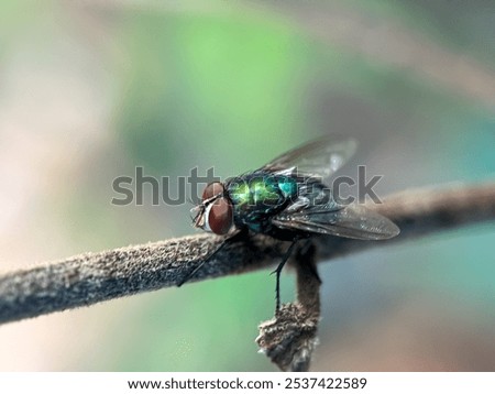 Similar – Image, Stock Photo A greenbottle fly, Lucilia sericata, is a blow fly with brilliant, metallic, blue green color. Close-up of tiny diptera, macro photography of flies.