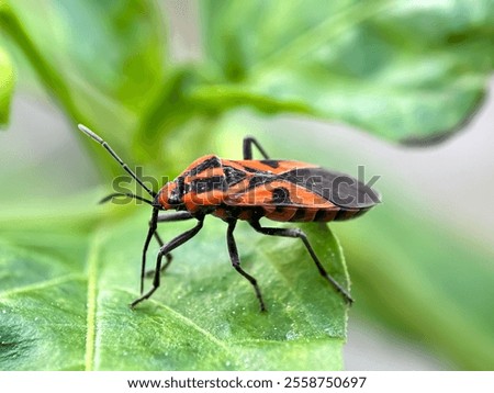 Similar – Image, Stock Photo Seed bug (Spilostethus pandurus) on a pad of barbary fig (Opuntia maxima). Timijiraque Protected Landscape. Valverde. El Hierro. Canary Islands. Spain.