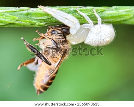 Similar – Image, Stock Photo Dead bee in spider web between lavender flowers