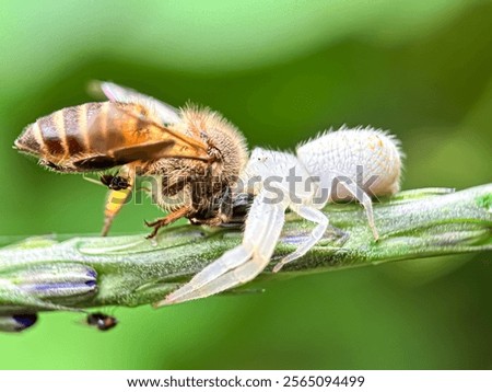 Similar – Image, Stock Photo Dead bee in spider web between lavender flowers