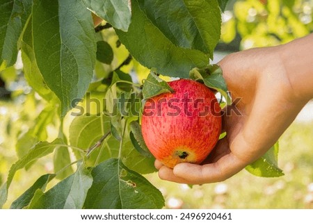 Similar – Image, Stock Photo Apples lie in a bowl on a scale and are weighed