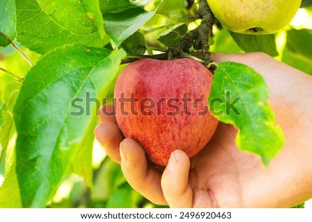 Similar – Image, Stock Photo Apples lie in a bowl on a scale and are weighed