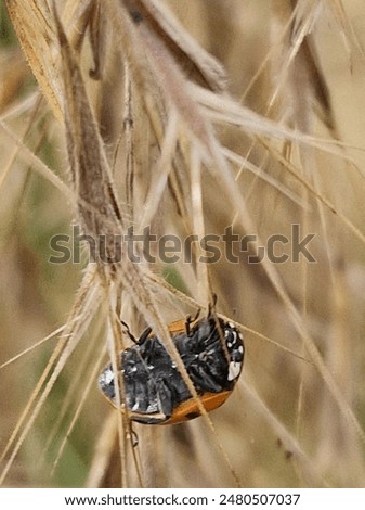 Similar – Foto Bild Marienkäfer auf einem trockenen Ast eines Baumes. Kleine rote Insekten auf trockener Pflanze. love and meet concept