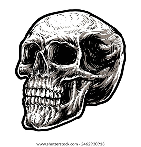 Head skull skeleton human vector illustration