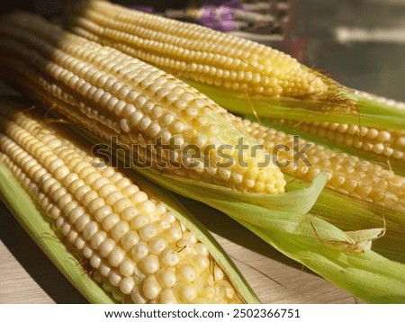 Similar – Image, Stock Photo Ripe corn cob lies on the brown earth, one sees withering leaves and stems of the corn plant