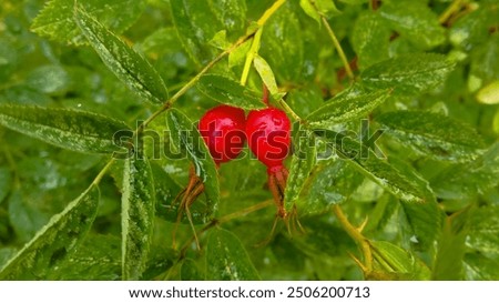 Similar – Image, Stock Photo These are rosehips