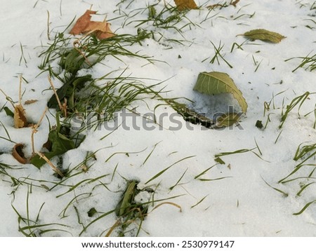 Similar – Image, Stock Photo First Snowfall Animal