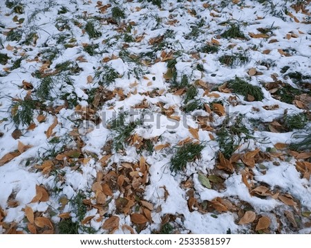 Similar – Image, Stock Photo First Snowfall Animal