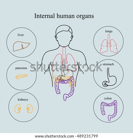 Internal Organs In A Human Body. Anatomy Of People. Medical Infographic ...