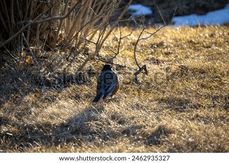 Similar – Foto Bild Rotkehlchen auf Futtersuche