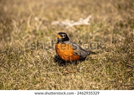 Similar – Foto Bild Rotkehlchen auf Futtersuche